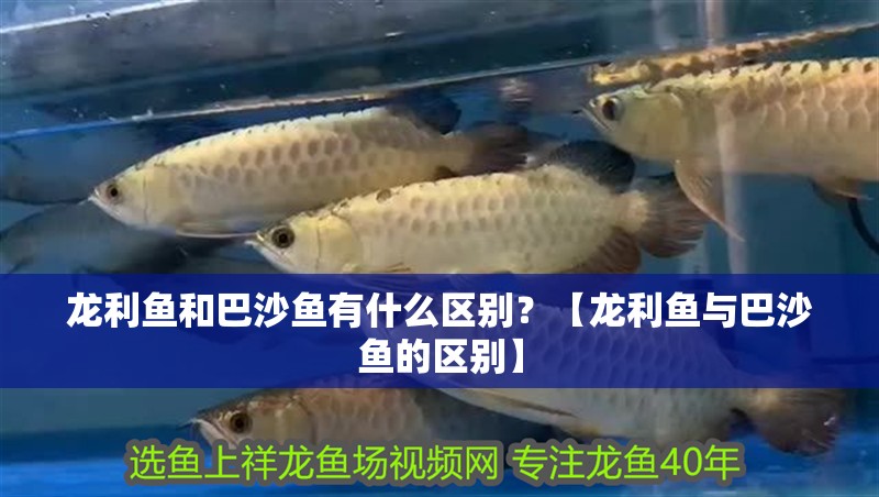 龍利魚和巴沙魚有什么區別？【龍利魚與巴沙魚的區別】
