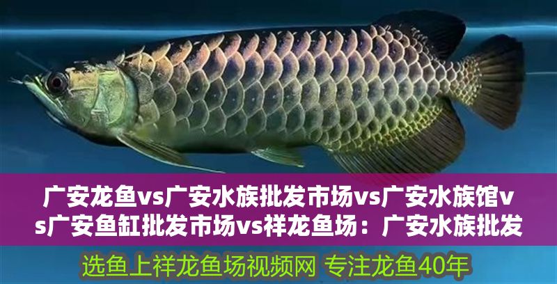 廣安龍魚vs廣安水族批發(fā)市場vs廣安水族館vs廣安魚缸批發(fā)市場vs祥龍魚場：廣安水族批發(fā)市場及祥龍魚場