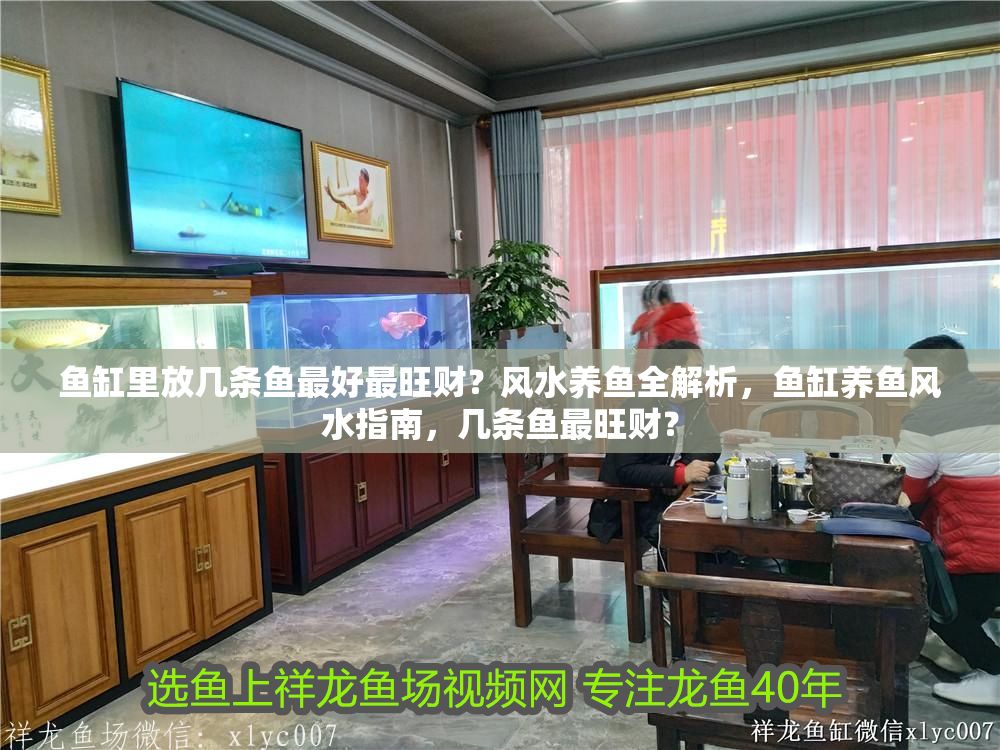 魚(yú)缸里放幾條魚(yú)最好最旺財(cái)？風(fēng)水養(yǎng)魚(yú)全解析，魚(yú)缸養(yǎng)魚(yú)風(fēng)水指南，幾條魚(yú)最旺財(cái)？