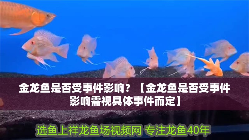 金龍魚是否受事件影響？【金龍魚是否受事件影響需視具體事件而定】