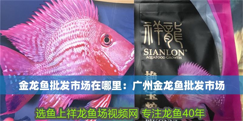 金龍魚批發市場在哪里：廣州金龍魚批發市場