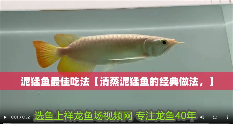 泥猛魚最佳吃法【清蒸泥猛魚的經典做法，】