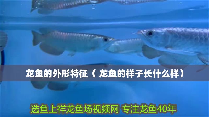 龍魚的外形特征（ 龍魚的樣子長什么樣）