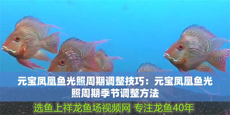 元寶鳳凰魚(yú)光照周期調(diào)整技巧:元寶鳳凰魚(yú)光照周期季節(jié)調(diào)整方法 元寶鳳凰魚(yú)百科 第1張 元寶鳳凰魚(yú)光照周期調(diào)整技巧:元寶鳳凰魚(yú)光照周期季節(jié)調(diào)整方法 元寶鳳凰魚(yú)光照周期調(diào)整技巧:元寶鳳凰魚(yú)光照周期季節(jié)調(diào)整方法 元寶鳳凰魚(yú)百科 第1張