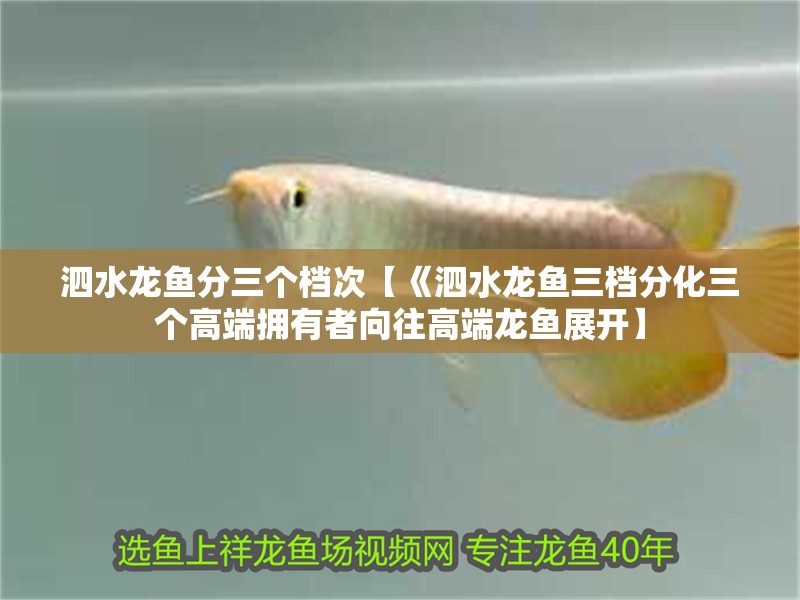 泗水龍魚分三個檔次【《泗水龍魚三檔分化三個高端擁有者向往高端龍魚展開】