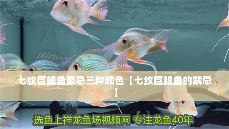 七紋巨鯉魚最忌三種顏色【七紋巨鯉魚的禁忌】