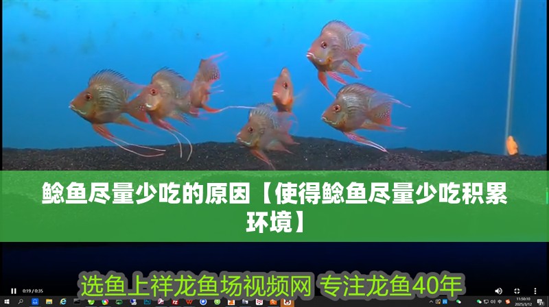 鯰魚盡量少吃的原因【使得鯰魚盡量少吃積累環(huán)境】