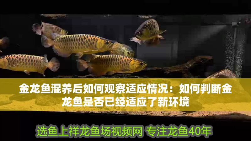 金龍魚混養(yǎng)后如何觀察適應(yīng)情況：如何判斷金龍魚是否已經(jīng)適應(yīng)了新環(huán)境