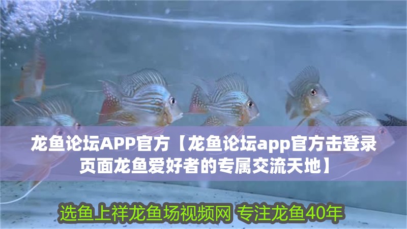 龍魚(yú)論壇APP官方【龍魚(yú)論壇app官方擊登錄頁(yè)面龍魚(yú)愛(ài)好者的專屬交流天地】