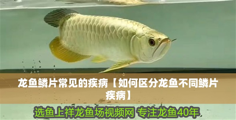 龍魚鱗片常見的疾病【如何區分龍魚不同鱗片疾病】