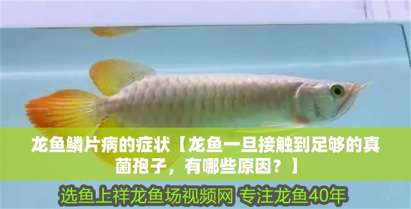 龍魚鱗片病的癥狀【龍魚一旦接觸到足夠的真菌孢子，有哪些原因？】