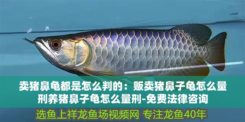 賣豬鼻龜都是怎么判的：販賣豬鼻子龜怎么量刑養豬鼻子龜怎么量刑-免費法律咨詢 賣豬鼻龜都是怎么判的：販賣豬鼻子龜怎么量刑養豬鼻子龜怎么量刑-免費法律咨詢 豬鼻龜百科 第1張