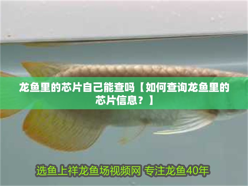 龍魚里的芯片自己能查嗎【如何查詢龍魚里的芯片信息？】