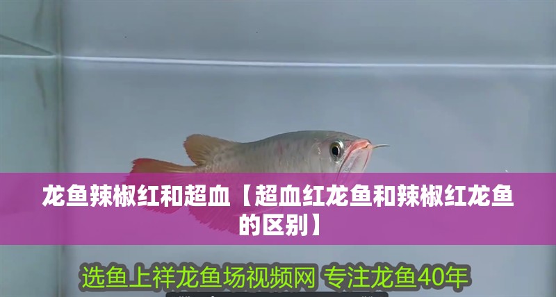 龍魚辣椒紅和超血【超血紅龍魚和辣椒紅龍魚的區別】