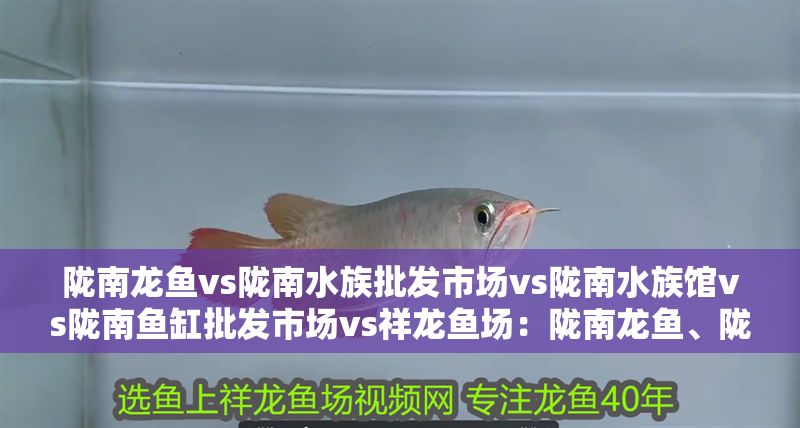 隴南龍魚vs隴南水族批發市場vs隴南水族館vs隴南魚缸批發市場vs祥龍魚場：隴南龍魚、隴南水族批發市場、隴南魚缸批發市場地址 隴南龍魚vs隴南水族批發市場vs隴南水族館vs隴南魚缸批發市場vs祥龍魚場：隴南龍魚、隴南水族批發市場、隴南魚缸批發市場地址 祥龍魚場各市分站 第2張