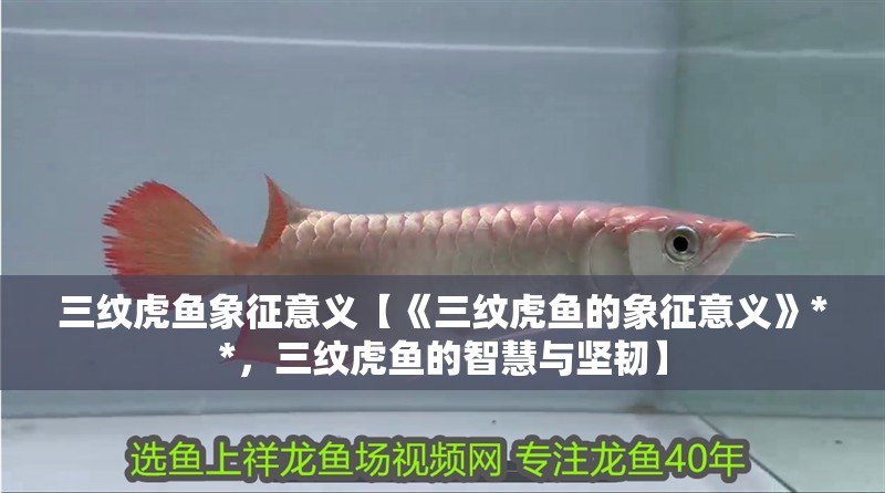 三紋虎魚象征意義【《三紋虎魚的象征意義》**，三紋虎魚的智慧與堅(jiān)韌】
