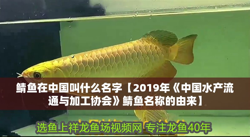 鯖魚在中國叫什么名字【2019年《中國水產流通與加工協會》鯖魚名稱的由來】
