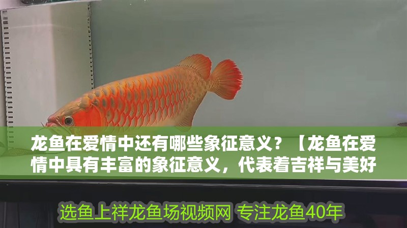 魚缸過濾器選購指南:自制魚缸過濾器魚缸上置過濾器對于養魚愛好者的必備知識 龍魚在愛情中還有哪些象征意義?【龍魚在愛情中具有豐富的象征意義,代表著吉祥與美好】 龍魚論壇 龍魚在愛情中還有哪些象征意義?【龍魚在愛情中具有豐富的象征意義,代表著吉祥與美好】 龍魚在愛情中還有哪些象征意義?【龍魚在愛情中具有豐富的象征意義,代表著吉祥與美好】 龍魚論壇