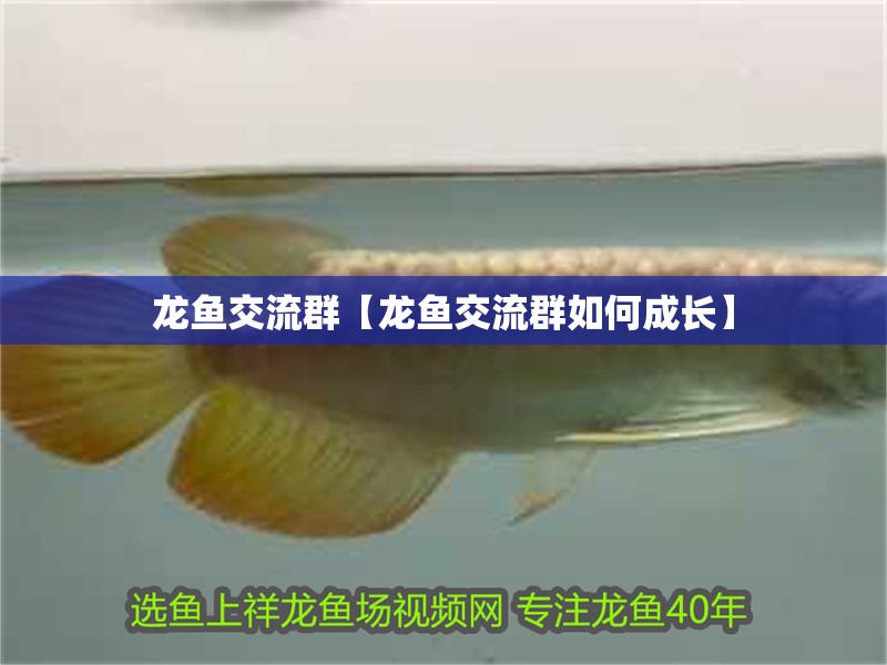龍魚交流群【龍魚交流群如何成長】