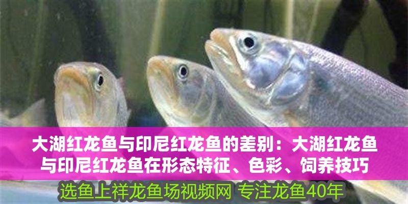 大湖紅龍魚與印尼紅龍魚的差別：大湖紅龍魚與印尼紅龍魚在形態特征、色彩、飼養技巧
