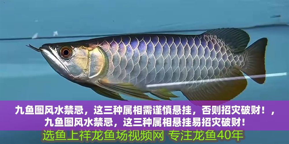 九魚圖風水禁忌，這三種屬相需謹慎懸掛，否則招災破財！，九魚圖風水禁忌，這三種屬相懸掛易招災破財！