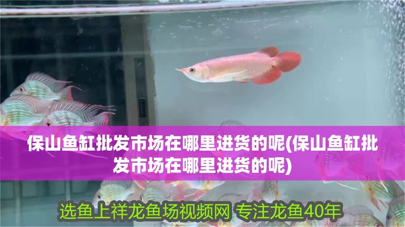 保山魚缸批發市場在哪里進貨的呢(保山魚缸批發市場在哪里進貨的呢) 保山魚缸批發市場在哪里進貨的呢(保山魚缸批發市場在哪里進貨的呢) 黃金貓魚百科 第1張