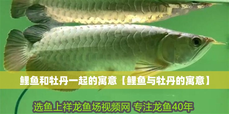 鯉魚(yú)和牡丹一起的寓意【鯉魚(yú)與牡丹的寓意】