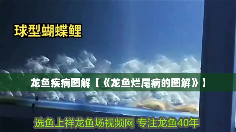 龍魚疾病圖解【《龍魚爛尾病的圖解》】