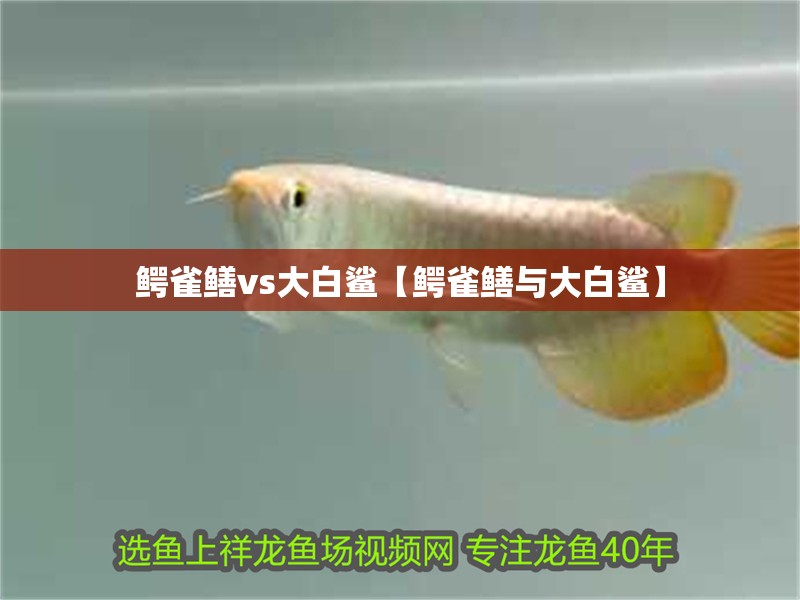 鱷雀鱔vs大白鯊【鱷雀鱔與大白鯊】