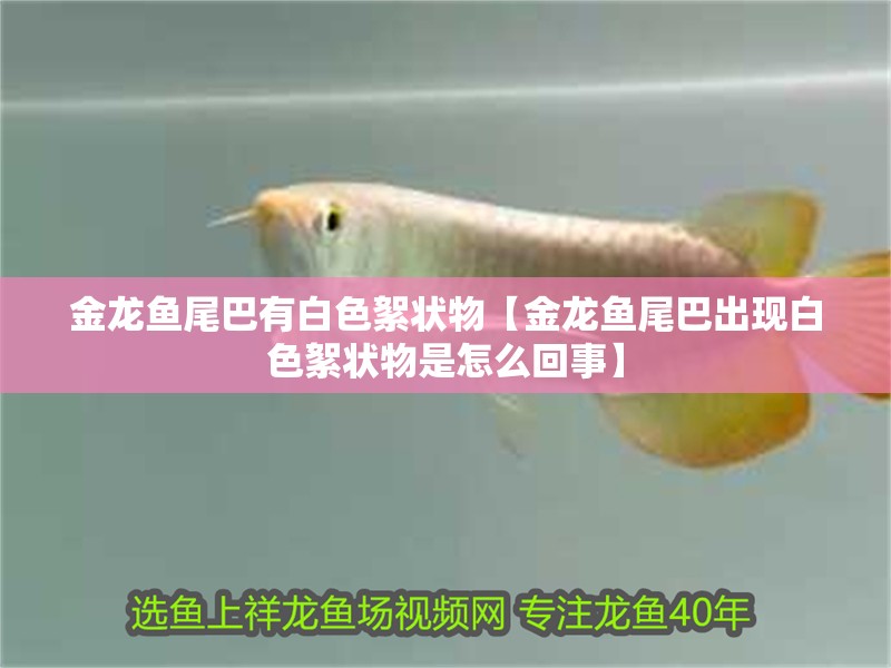 金龍魚尾巴有白色絮狀物【金龍魚尾巴出現(xiàn)白色絮狀物是怎么回事】