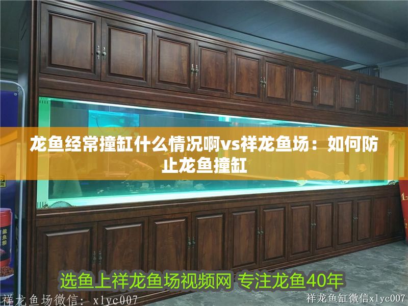 龍魚經常撞缸什么情況啊vs祥龍魚場：如何防止龍魚撞缸 龍魚經常撞缸什么情況啊vs祥龍魚場：如何防止龍魚撞缸 vs祥龍魚場 第2張