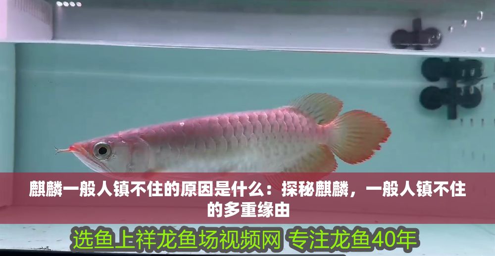 麒麟一般人鎮不住的原因是什么：探秘麒麟，一般人鎮不住的多重緣由