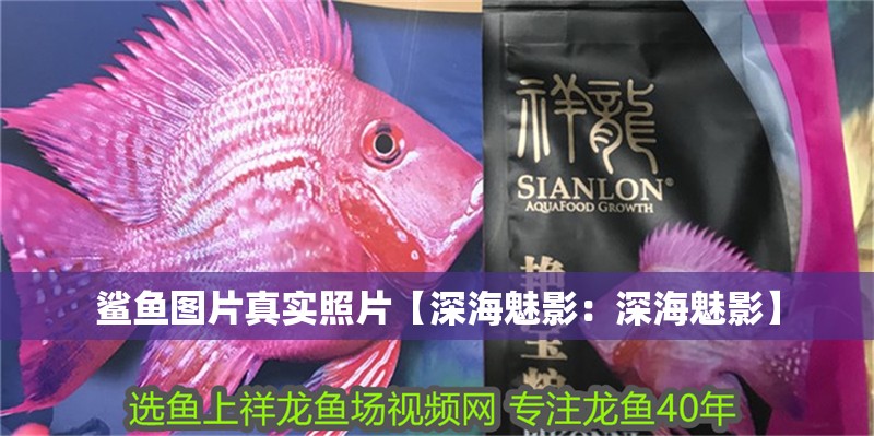 鯊魚圖片真實(shí)照片【深海魅影：深海魅影】 鯊魚圖片真實(shí)照片【深海魅影：深海魅影】 龍魚論壇