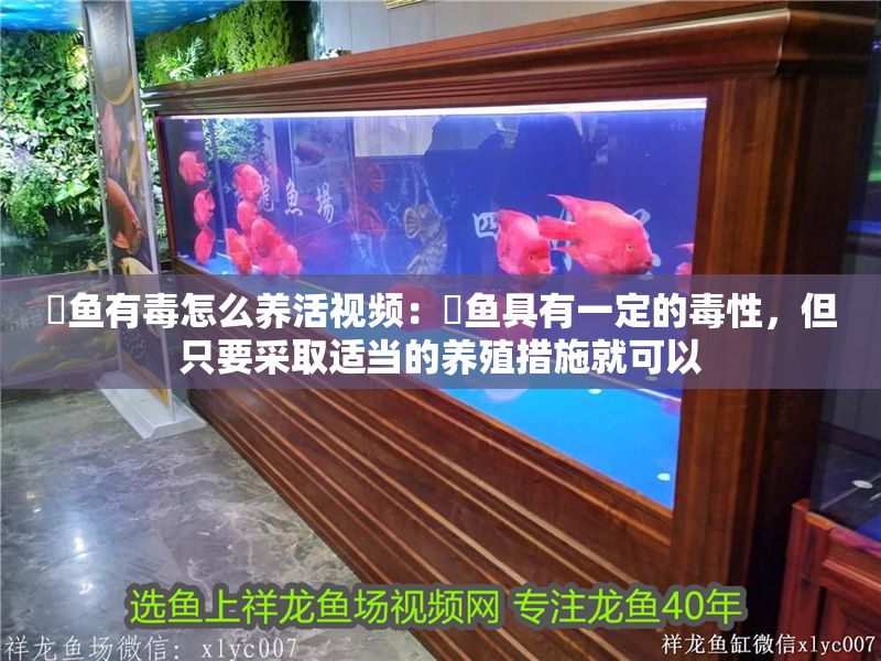 魟魚有毒怎么養活視頻：魟魚具有一定的毒性，但只要采取適當的養殖措施就可以