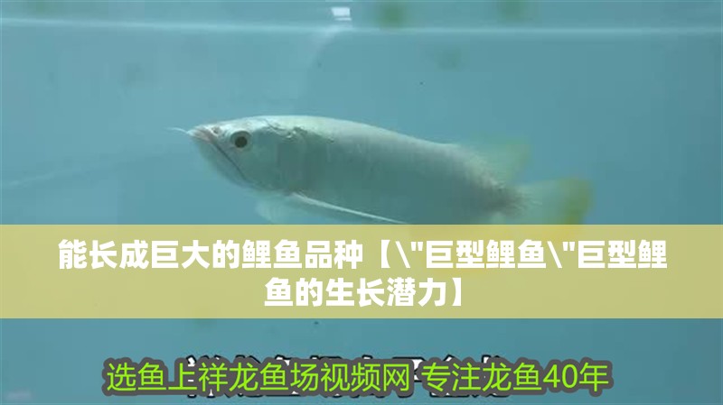 能長(zhǎng)成巨大的鯉魚品種【\