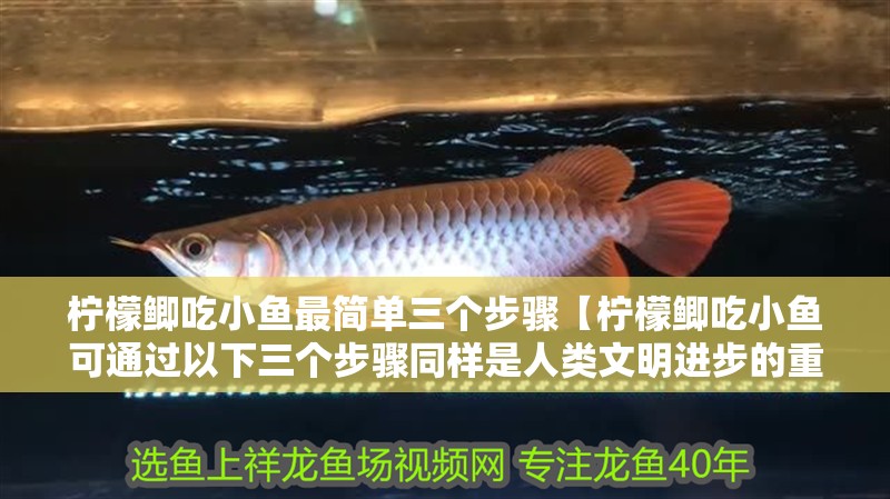 檸檬鯽吃小魚最簡單三個步驟【檸檬鯽吃小魚可通過以下三個步驟同樣是人類文明進步的重要性】 檸檬鯽吃小魚最簡單三個步驟【檸檬鯽吃小魚可通過以下三個步驟同樣是人類文明進步的重要性】 龍魚論壇