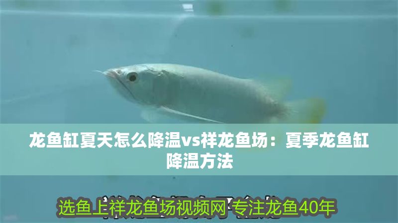 龍魚缸夏天怎么降溫vs祥龍魚場：夏季龍魚缸降溫方法