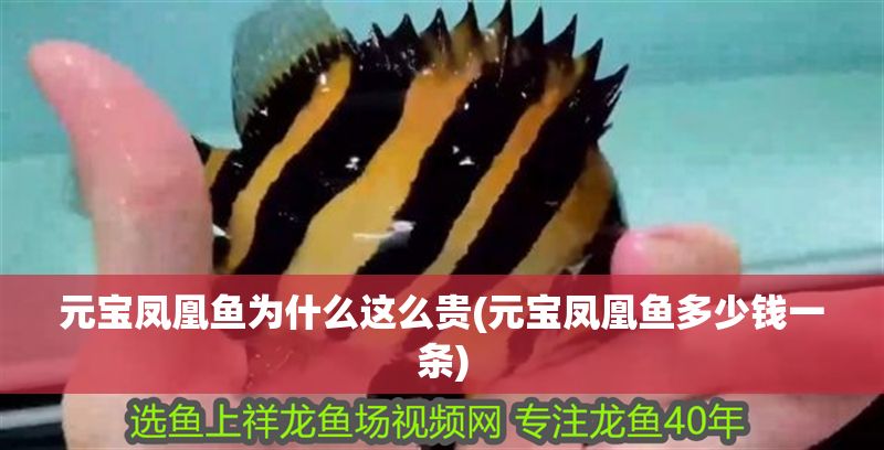 元寶鳳凰魚為什么這么貴(元寶鳳凰魚多少錢一條)