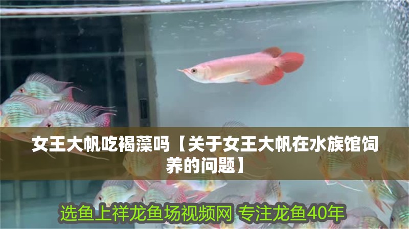 女王大帆吃褐藻嗎【關于女王大帆在水族館飼養的問題】