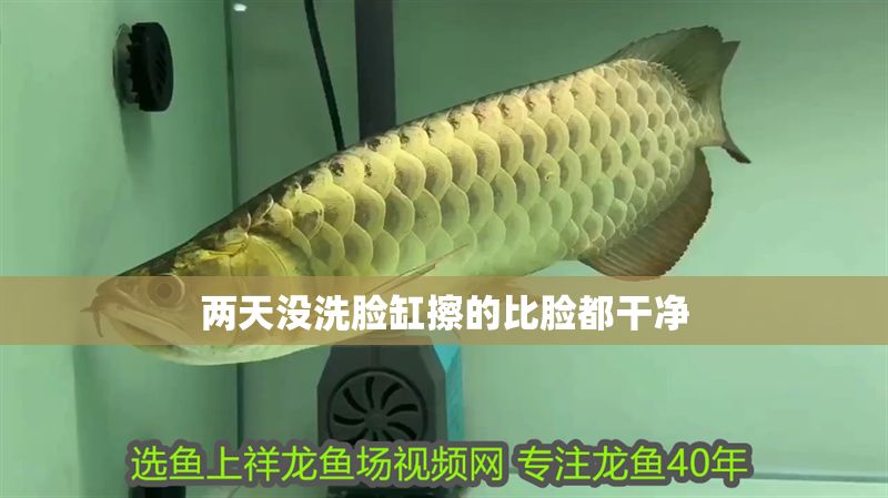 兩天沒洗臉缸擦的比臉都干凈