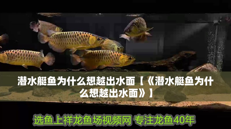 潛水艇魚為什么想越出水面【《潛水艇魚為什么想越出水面》】