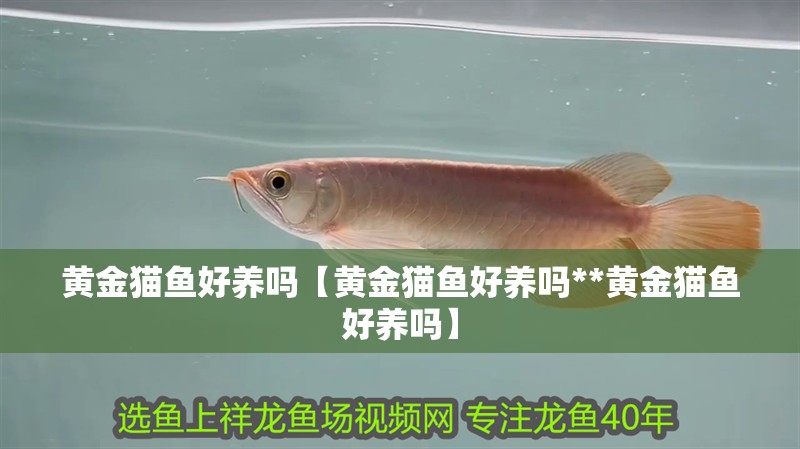 黃金貓魚好養嗎【黃金貓魚好養嗎**黃金貓魚好養嗎】