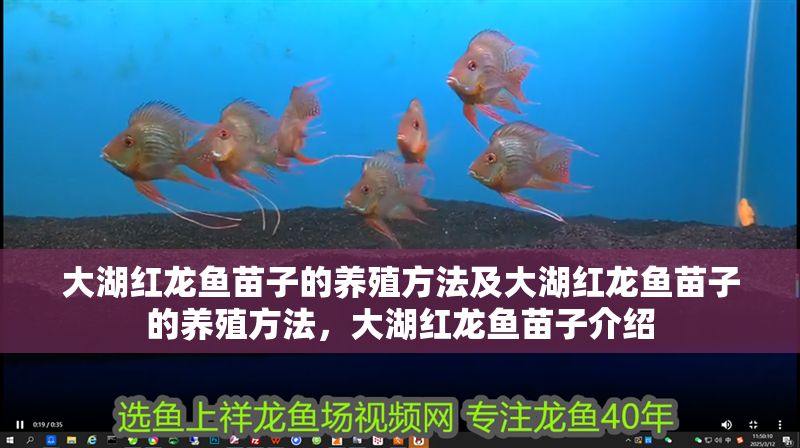 大湖紅龍魚苗子的養殖方法及大湖紅龍魚苗子的養殖方法,大湖紅龍魚苗子介紹 大湖紅龍魚百科 第1張 大湖紅龍魚苗子的養殖方法及大湖紅龍魚苗子的養殖方法,大湖紅龍魚苗子介紹 大湖紅龍魚苗子的養殖方法及大湖紅龍魚苗子的養殖方法,大湖紅龍魚苗子介紹 大湖紅龍魚百科 第1張