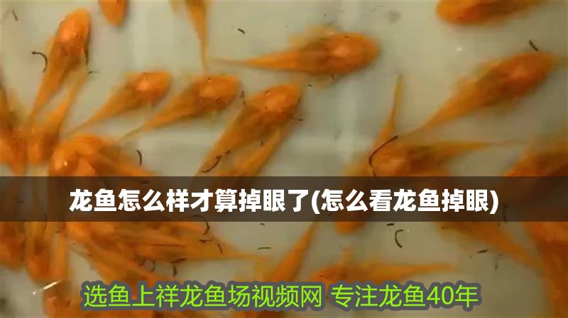 龍魚怎么樣才算掉眼了(怎么看龍魚掉眼)