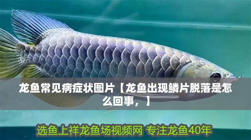 龍魚常見病癥狀圖片【龍魚出現(xiàn)鱗片脫落是怎么回事，】
