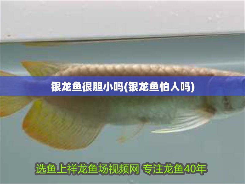 銀龍魚很膽小嗎(銀龍魚怕人嗎) 銀龍魚很膽小嗎(銀龍魚怕人嗎) 銀龍魚百科 第1張