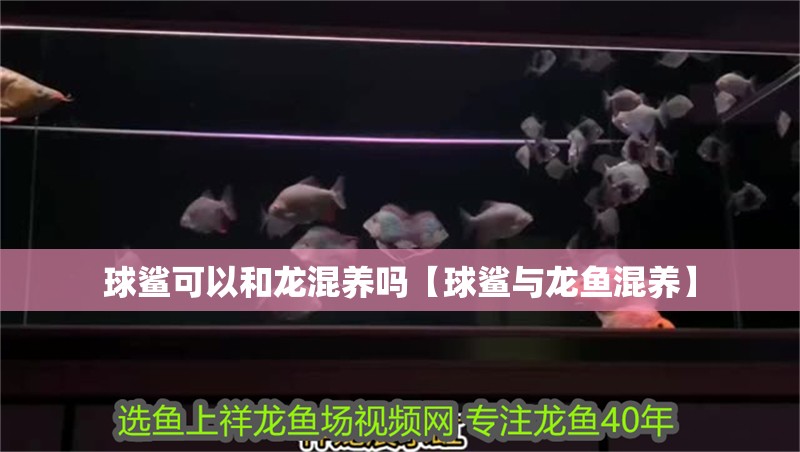 球鯊可以和龍混養嗎【球鯊與龍魚混養】