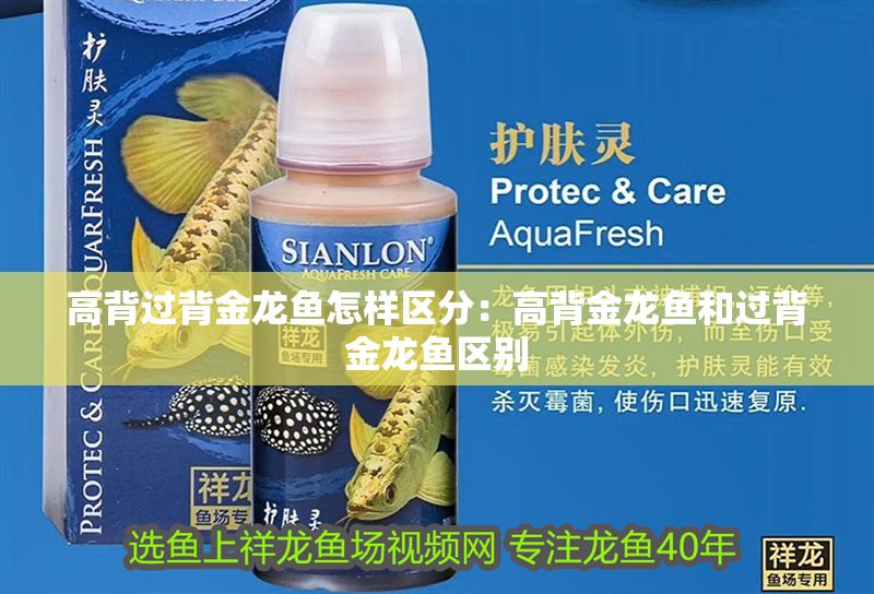 高背過背金龍魚怎樣區(qū)分：高背金龍魚和過背金龍魚區(qū)別
