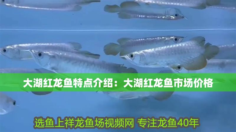 大湖紅龍魚特點介紹：大湖紅龍魚市場價格 大湖紅龍魚特點介紹：大湖紅龍魚市場價格 大湖紅龍魚百科 第2張