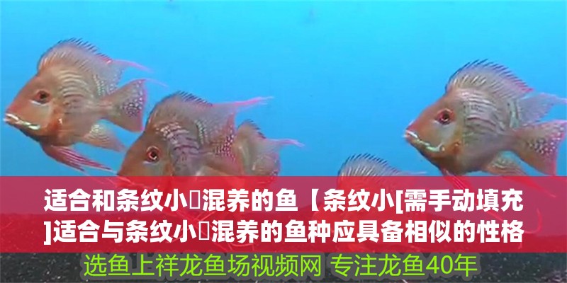 適合和條紋小鲃混養的魚【條紋小[需手動填充]適合與條紋小鲃混養的魚種應具備相似的性格和生活習性】